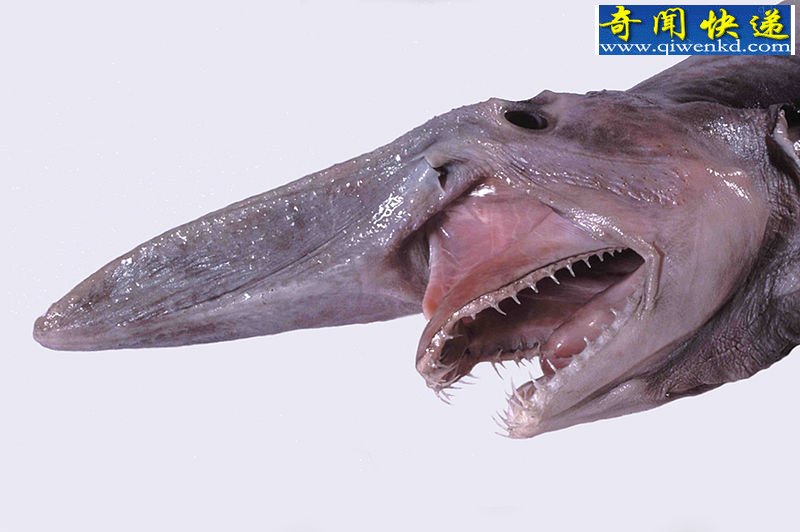 ôֹ쳤βƳ