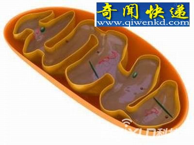 人类母系祖先-线粒体夏娃-或存于20万年前