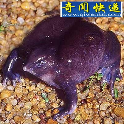 奇特的神秘动物 好似来自外星球!