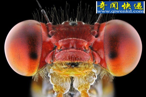 昆虫王国的微观世界