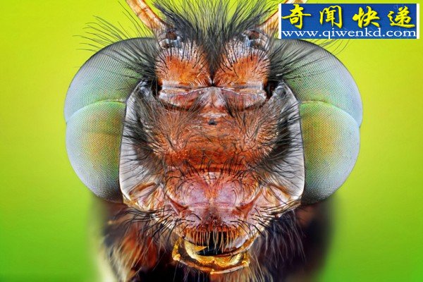 昆虫王国的微观世界