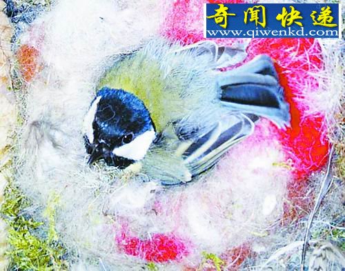 揭山雀藏蛋秘密:防止外敌斑姬鹟侵占