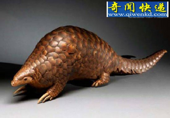 神奇的哺乳动物:鲸鱼四条腿?!
