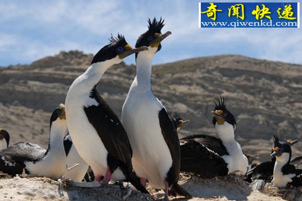 动物也能感受快乐和痛苦