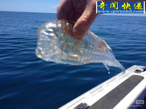捕鱼爱好者钓到神秘透明虾