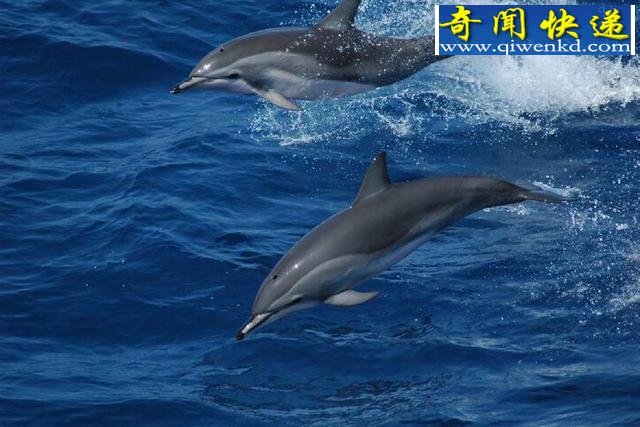科学家发现杂交形成罕见细斑原海豚新物种