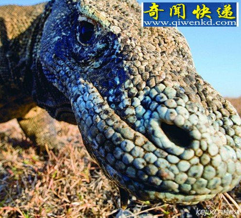史前巨兽:神秘科摩多巨蜥