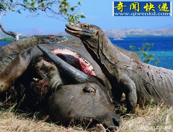史前巨兽:神秘科摩多巨蜥
