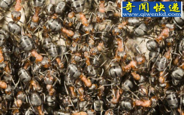 地震到来 蚂蚁能提前感知