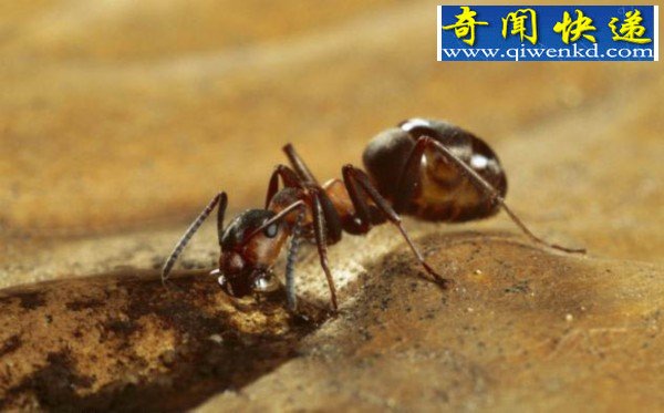 地震到来 蚂蚁能提前感知