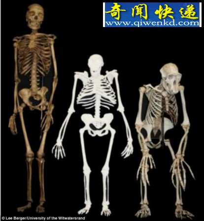 200万年前人类祖先与猿猴类似