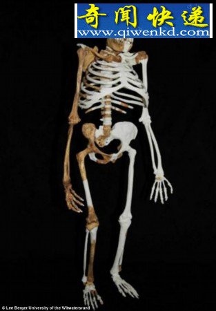 200万年前人类祖先与猿猴类似