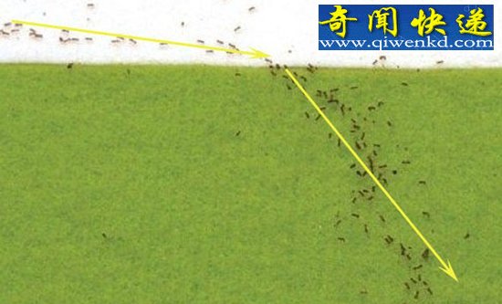 ʳ·ع䶨