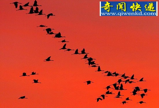 ѧҳѽҿʵǧǨ֮