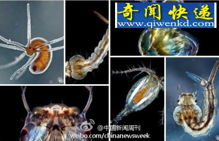 水中微小生物酷似外星生物(图)