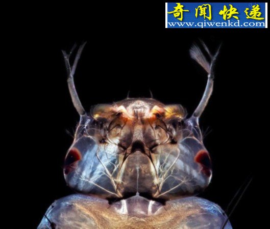 水中微小生物酷似外星生物(图)