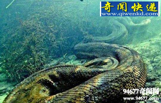 亚马逊森蚺,10米长巨型森蚺吃人事件解密