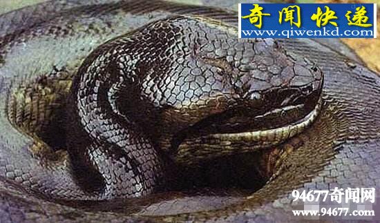 亚马逊森蚺,10米长巨型森蚺吃人事件解密