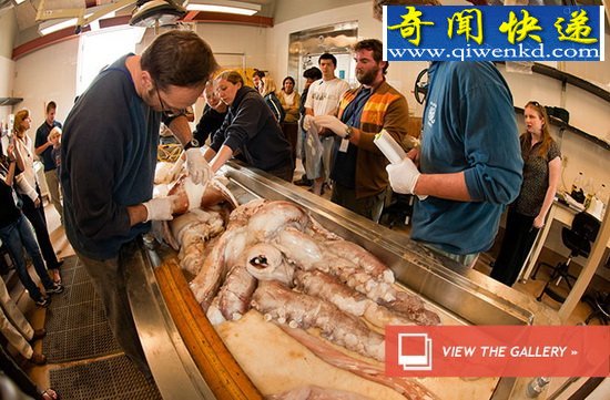 神秘巨型鱿鱼分布全球却属同一物种