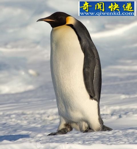 3400年前企鹅其身高比人类男性还高