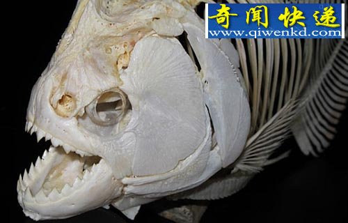 史前大型食人鱼 咬合力超过体型最大鲨鱼