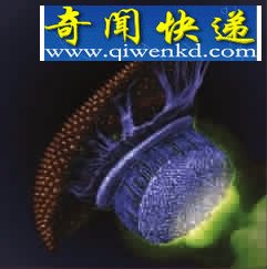 ΢֮