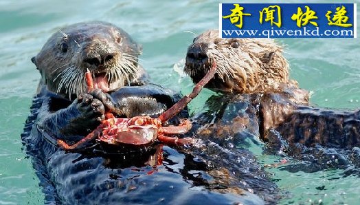 世界十种濒危海洋动物:鲸鲨是鲨鱼,更像是鲸鱼