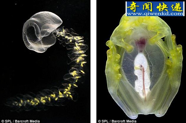 棡ϿȻε͸