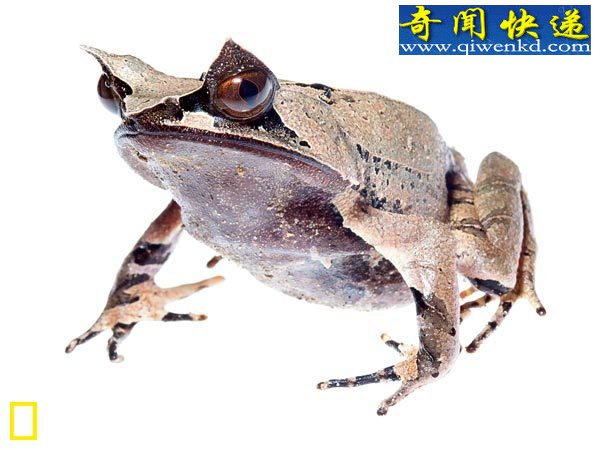 ӡȾ֣֩ ͵ͼ