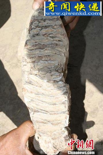 甘肃省发现距今约260万年前古象化石(图)