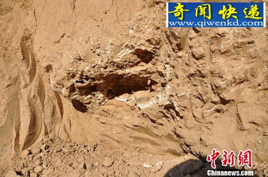 甘肃省发现距今约260万年前古象化石(图)