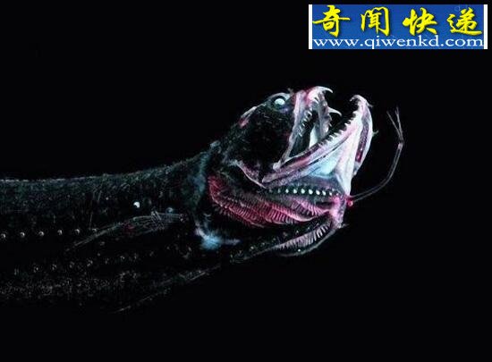 十大罕见的深海鱼类,恐怖怪异如同外星生物