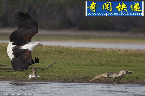 벶ȸں 㲶ӥв͡