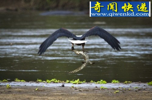 벶ȸں 㲶ӥв͡
