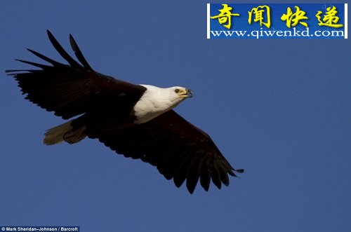 벶ȸں 㲶ӥв͡