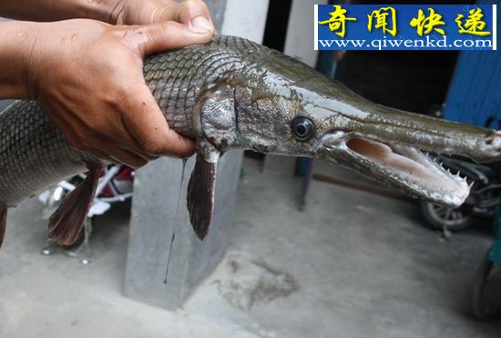 鳄鱼嘴 尖牙齿 临沂罗庄一池塘网出怪鱼