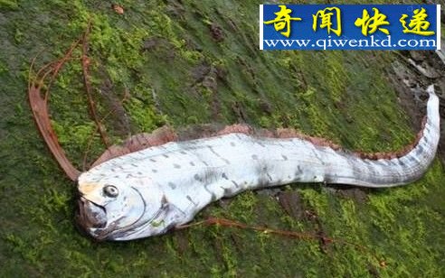 深海怪兽皇带鱼探秘