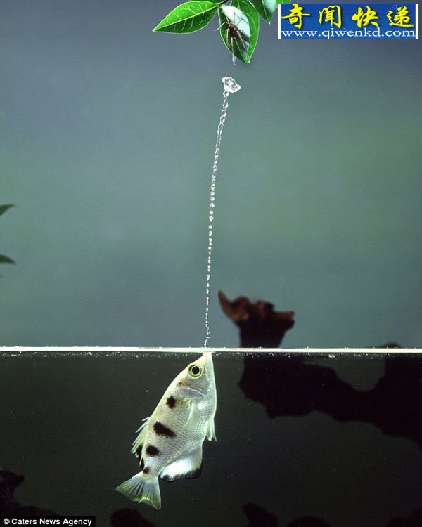 ˮˮʳ˲