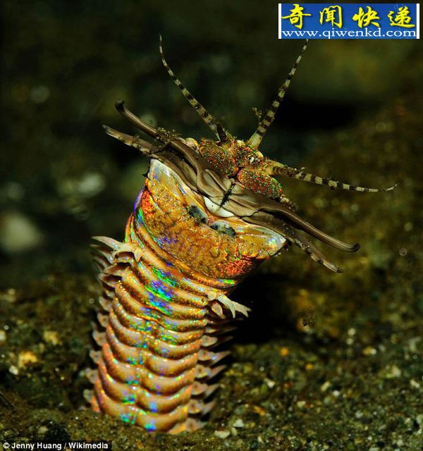 奇怪的海底杀手能瞬间斩断猎物