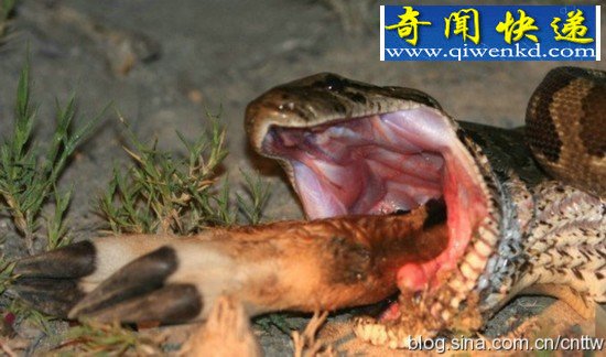 非洲巨蟒吞食羚羊全过程
