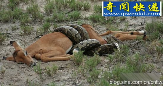 非洲巨蟒吞食羚羊全过程