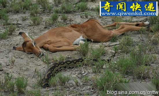 非洲巨蟒吞食羚羊全过程