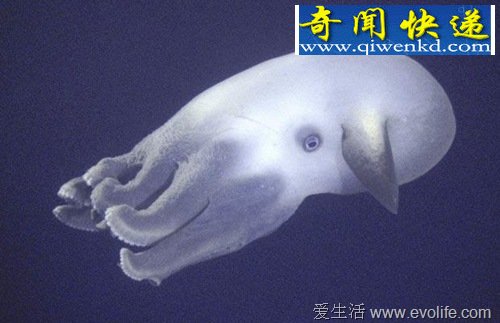 ȫ춯̵