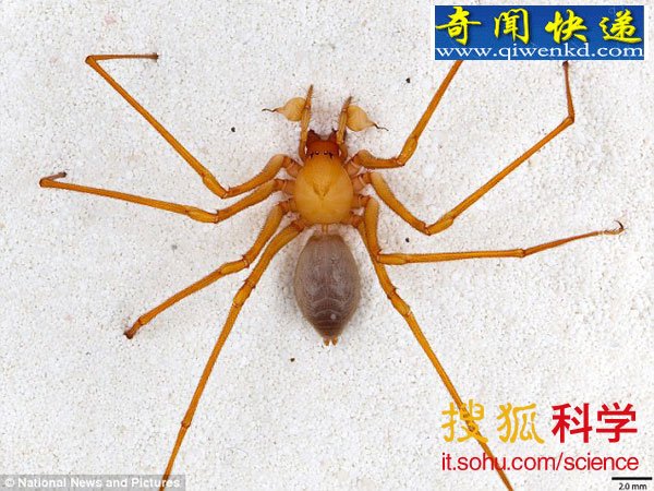 洞穴强盗:蜘蛛世界中的大脚野人