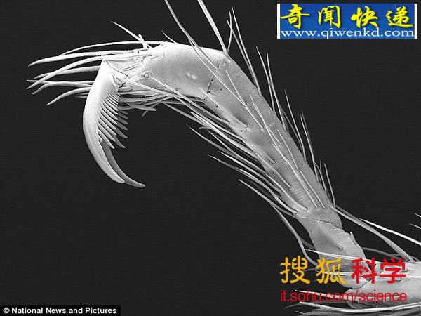 洞穴强盗:蜘蛛世界中的大脚野人