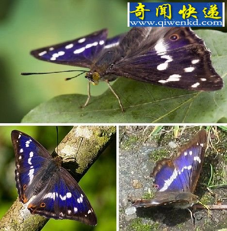 溱ɫ