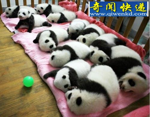 动物萌图:北极熊傻傻很可爱
