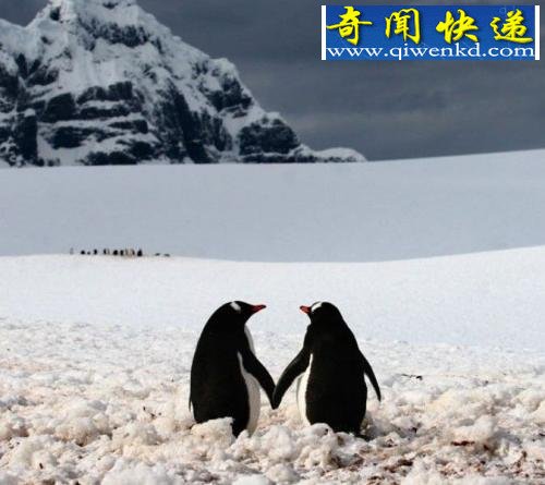 动物萌图:北极熊傻傻很可爱
