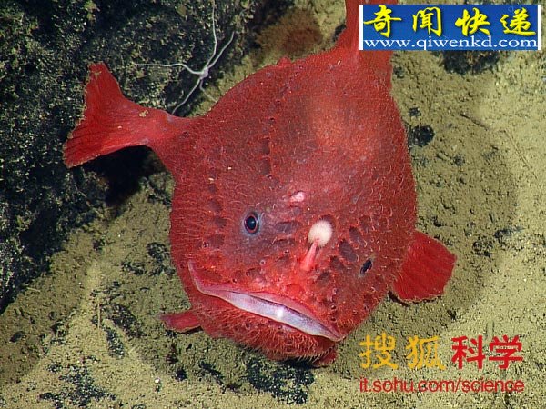 йɫảߵĺ