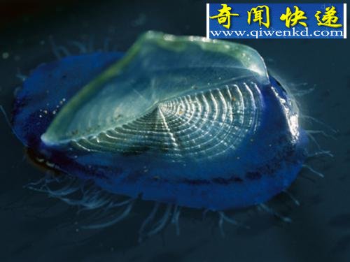 ̵Ȼ硰ʳ⡱涯